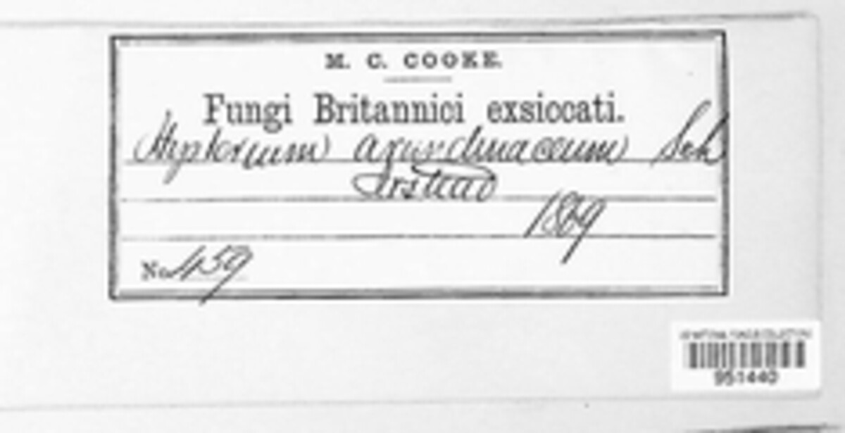 Lophodermium arundinaceum image